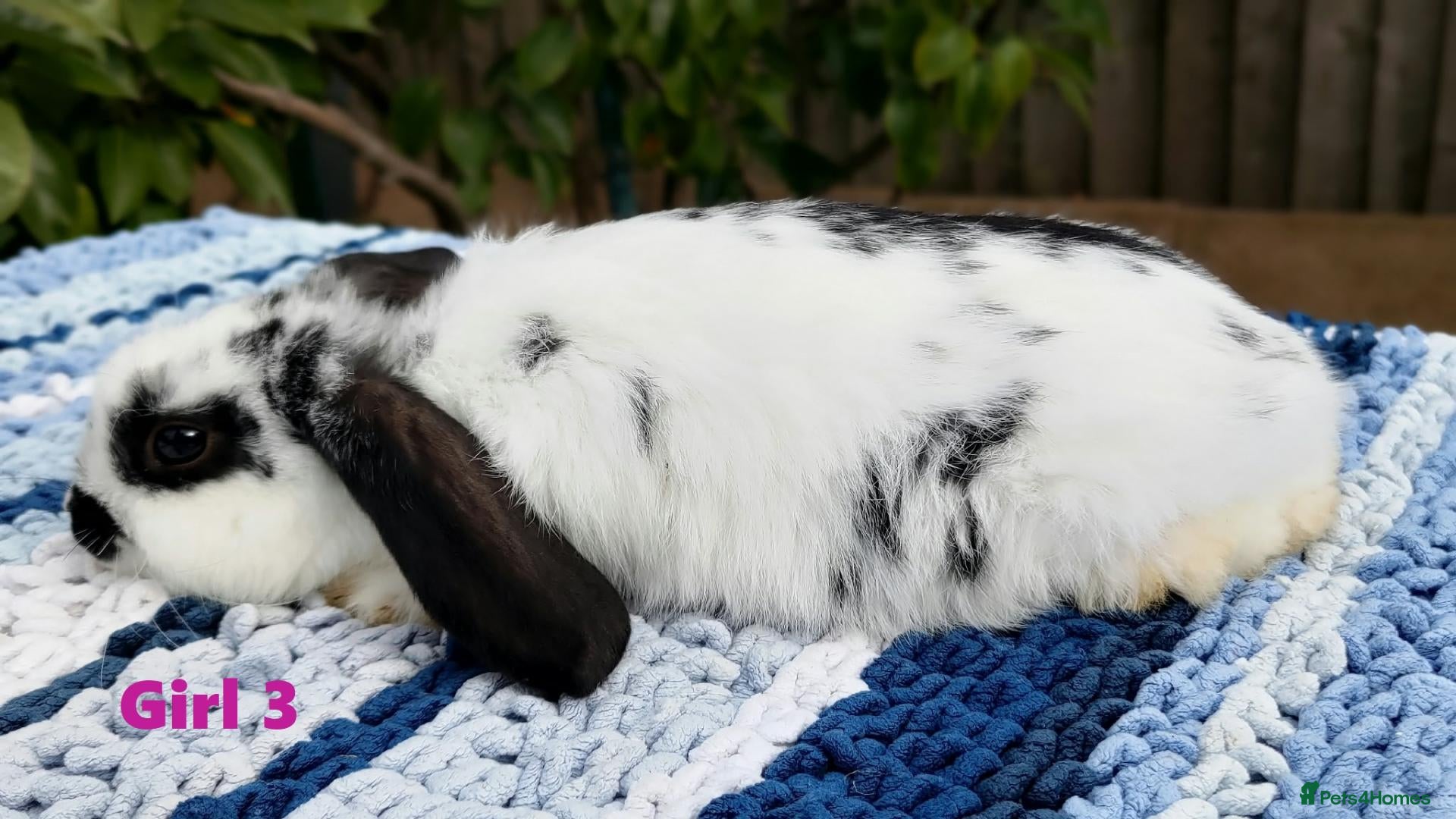 Mini Lop rabbits Cute French x Mini Lop Ready to Go! Must Read Pls! - Advert 2