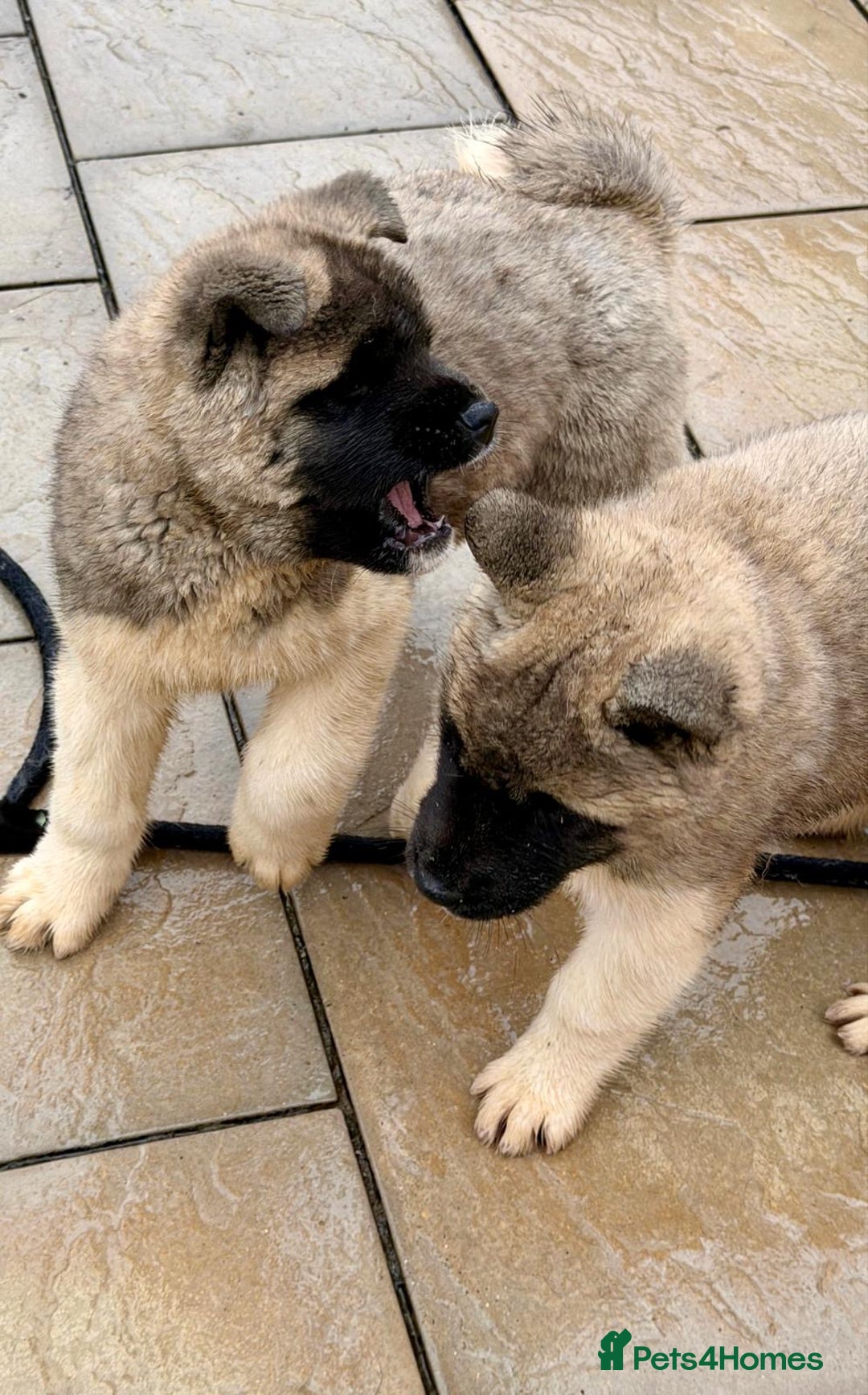 Akita dogs for sale: Akita Pups.  - Advert 6