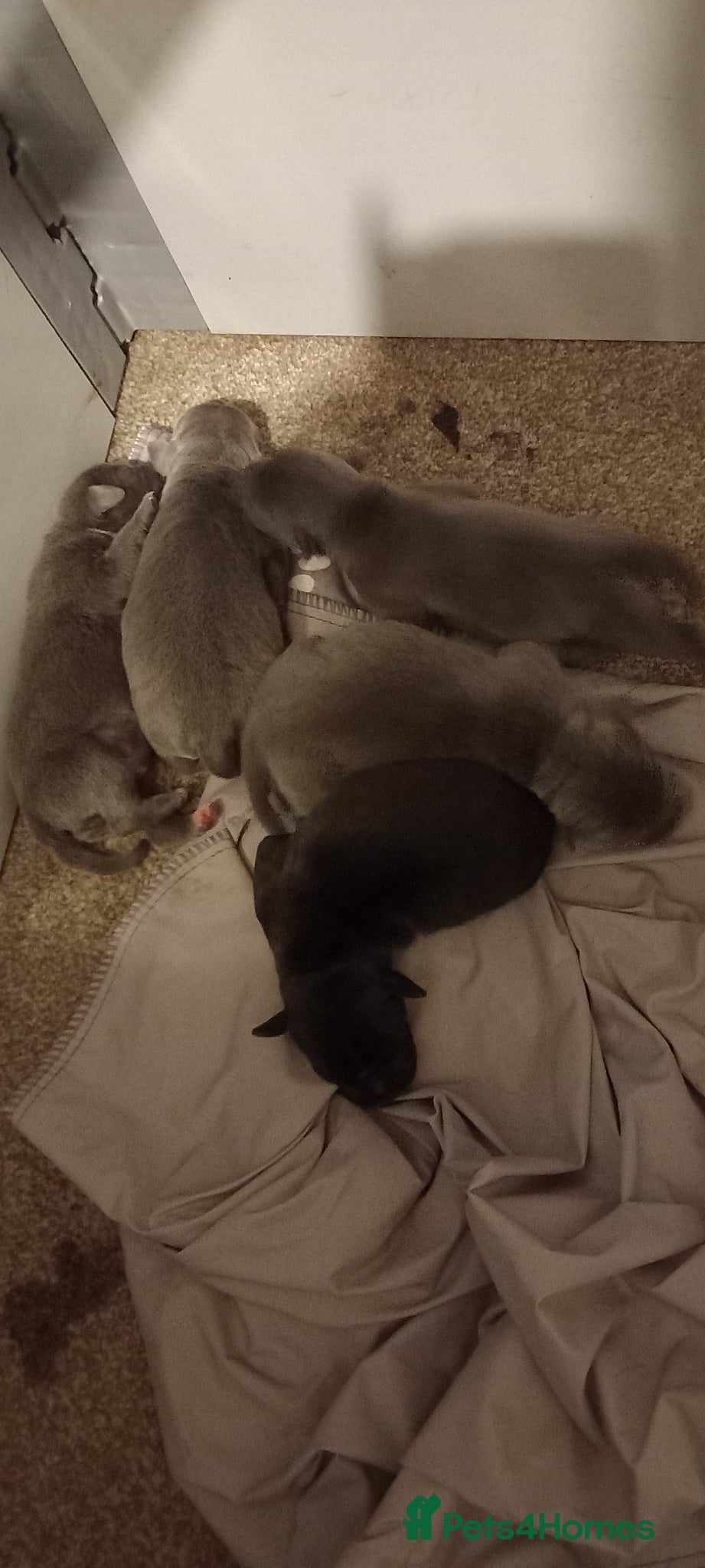 Staffordshire Bull Terrier dogs Dixie's pups x 5  - Advert 2