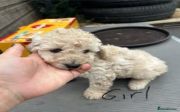 Cockapoo dogs for sale: Cockapoo F1B puppy’s  - Image 4
