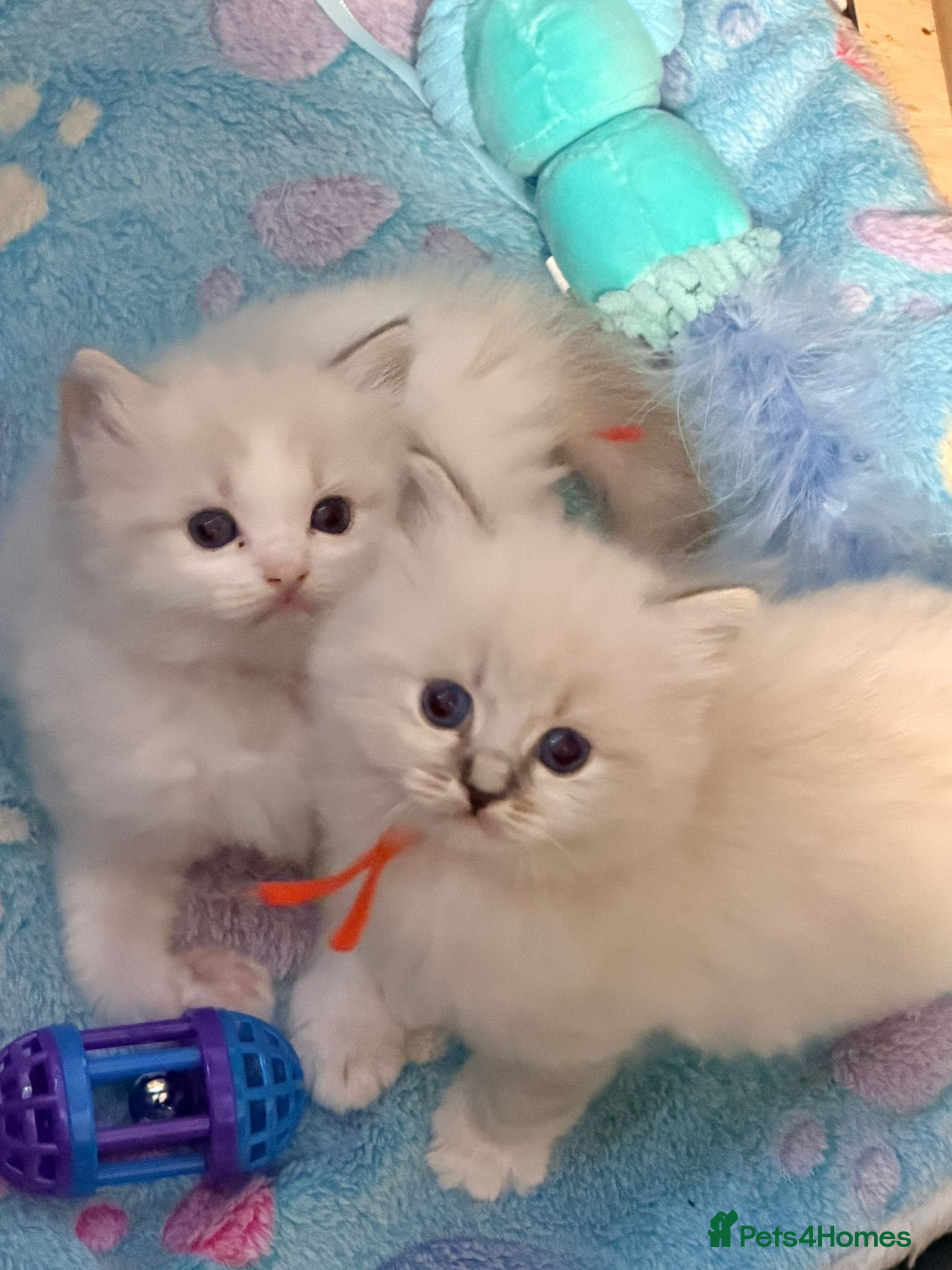 Ragdoll cats Huge ragdoll kittens looking for a  home  - Advert 11