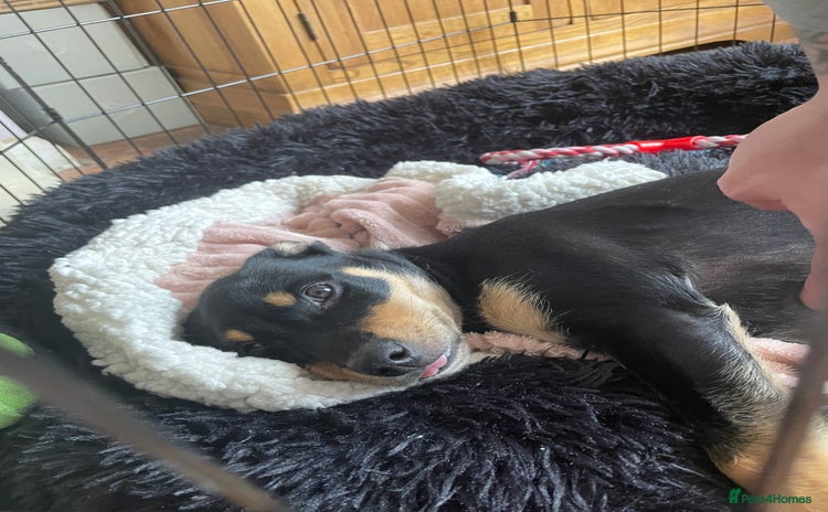 Australian Kelpie dogs in Dagenham - Advert 4