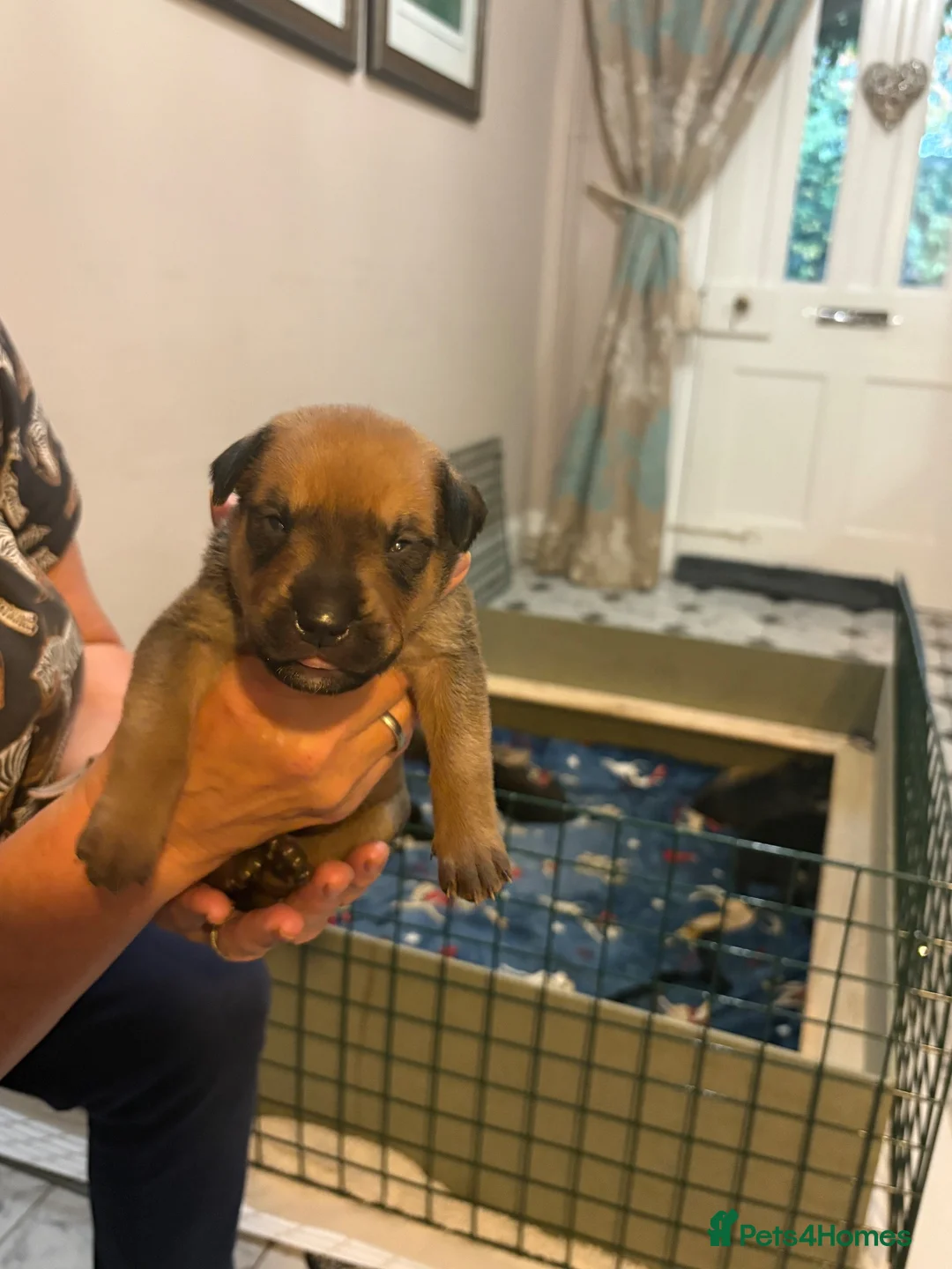 Mixed Breed dogs for sale: Rotty Lurcher  - Advert 11