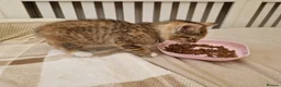 Mixed Breed cats for sale: Sweet female Tabby kitten - Advert 3