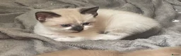 Mixed Breed cats for sale: Adorable fluffy ragdoll x kittens in Okehampton - Advert 7