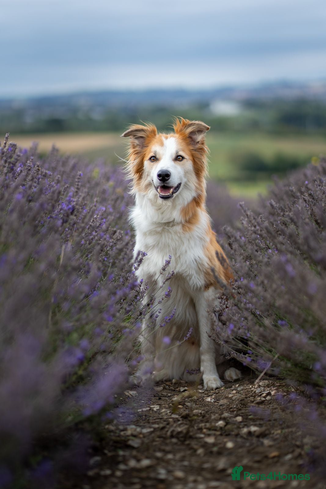 Mixed Breed dogs 5yr Collie-X Seeking Quiet Single-Pet Home - Advert 1