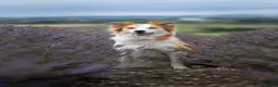 Mixed Breed dogs for sale: 5yr Collie-X Seeking Quiet Single-Pet Home - Advert 1