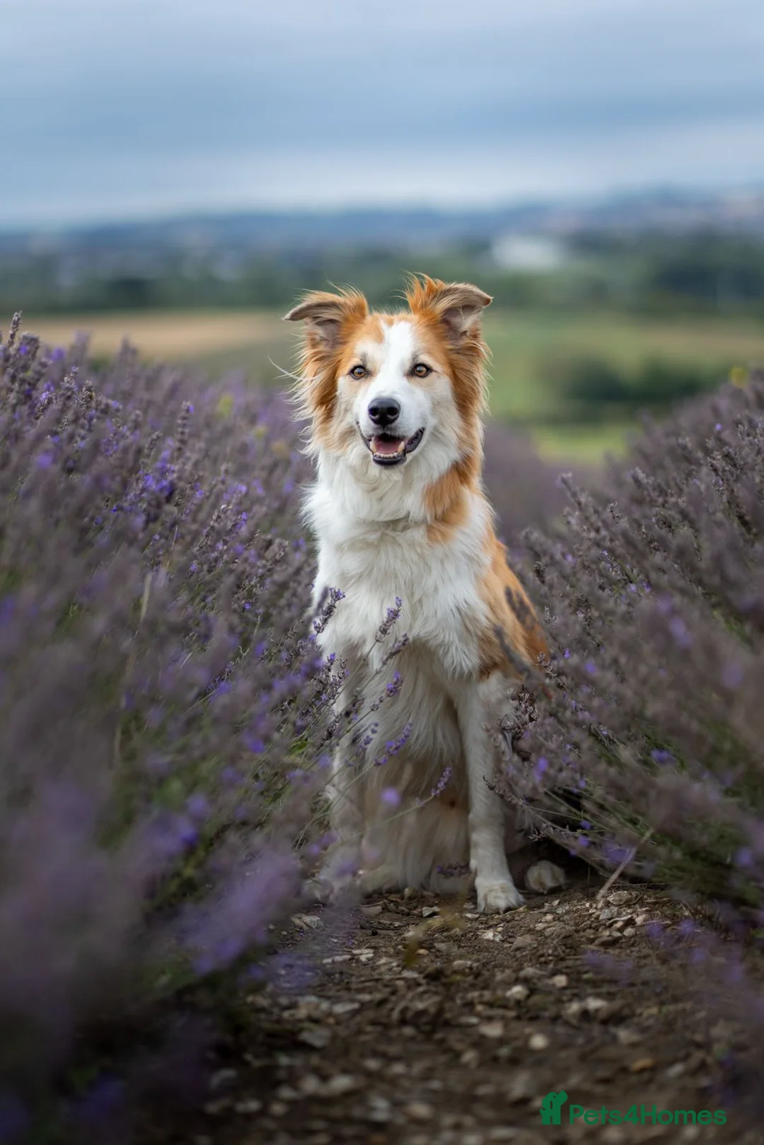 Mixed Breed dogs for sale: 5yr Collie-X Seeking Quiet Single-Pet Home - Advert 1