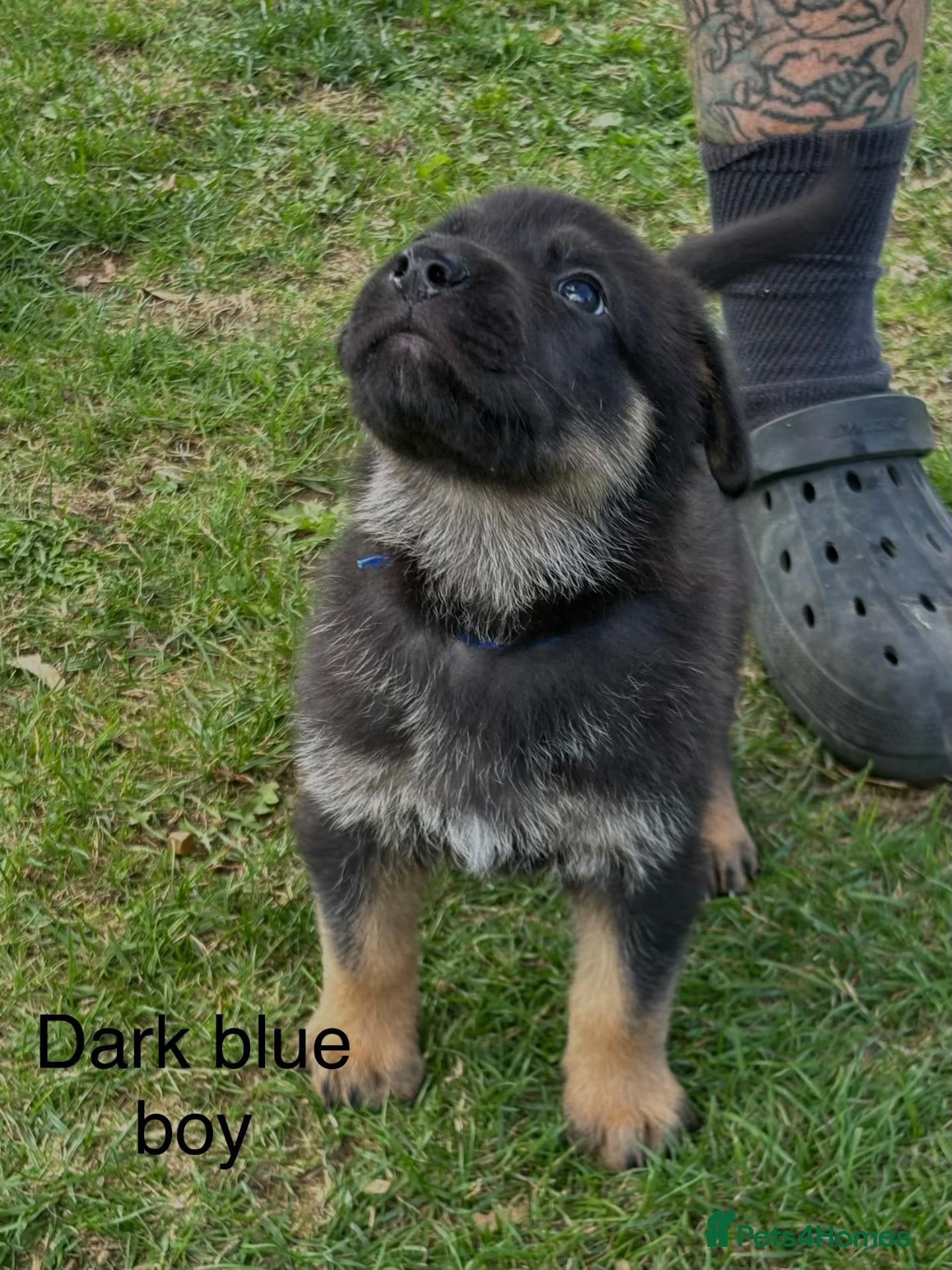 Mixed Breed dogs German Shepherd X Puppies for Sale - Advert 6