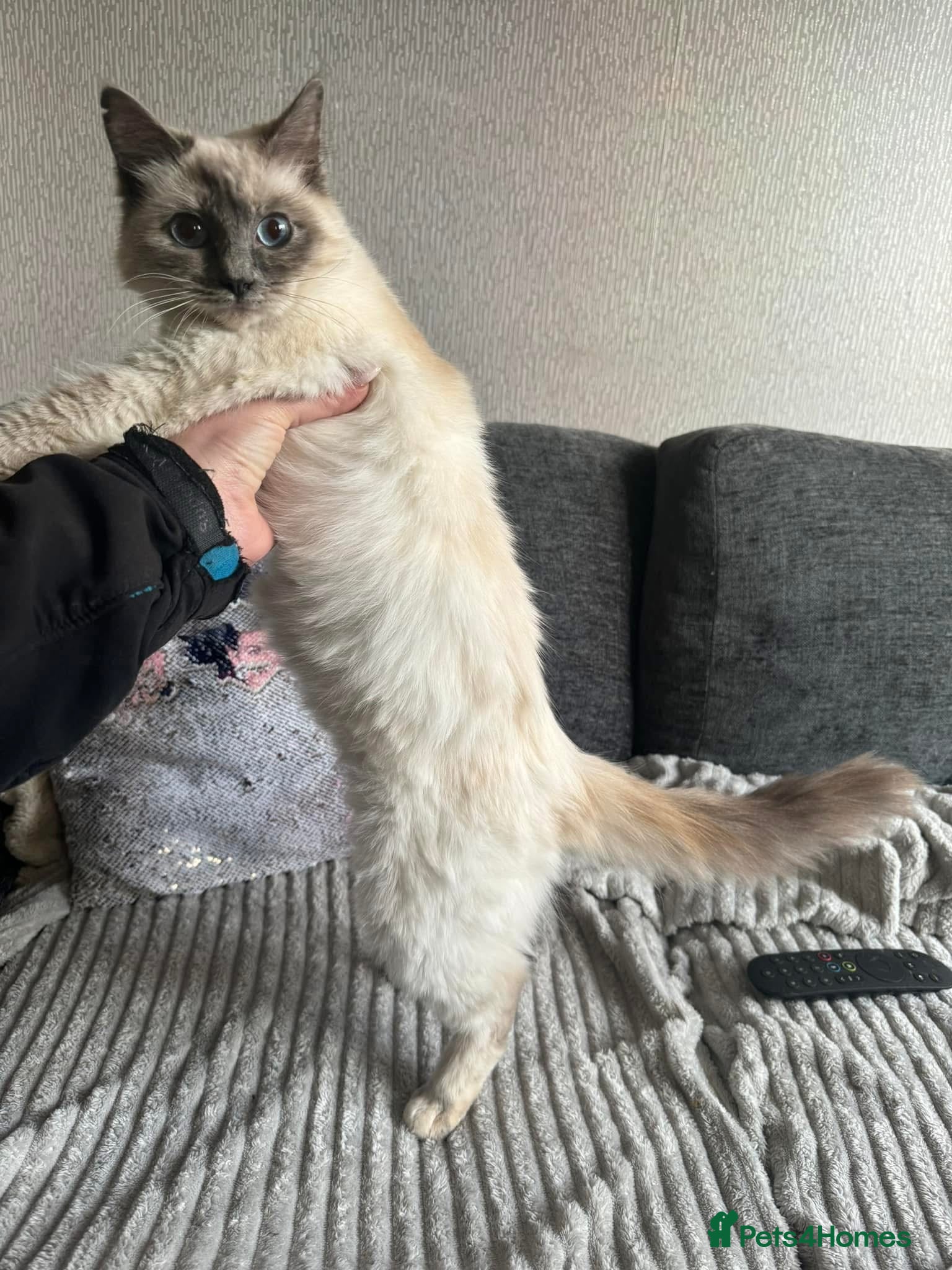 Ragdoll cats Ragdoll - Advert 4