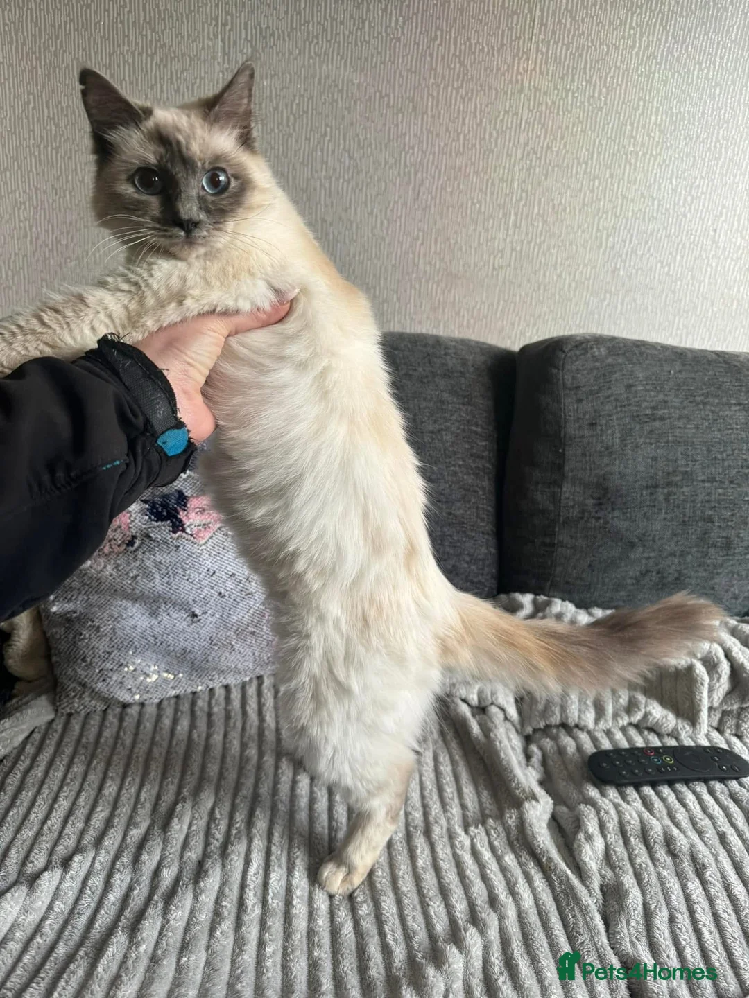 Ragdoll cats for sale: Ragdoll - Advert 1