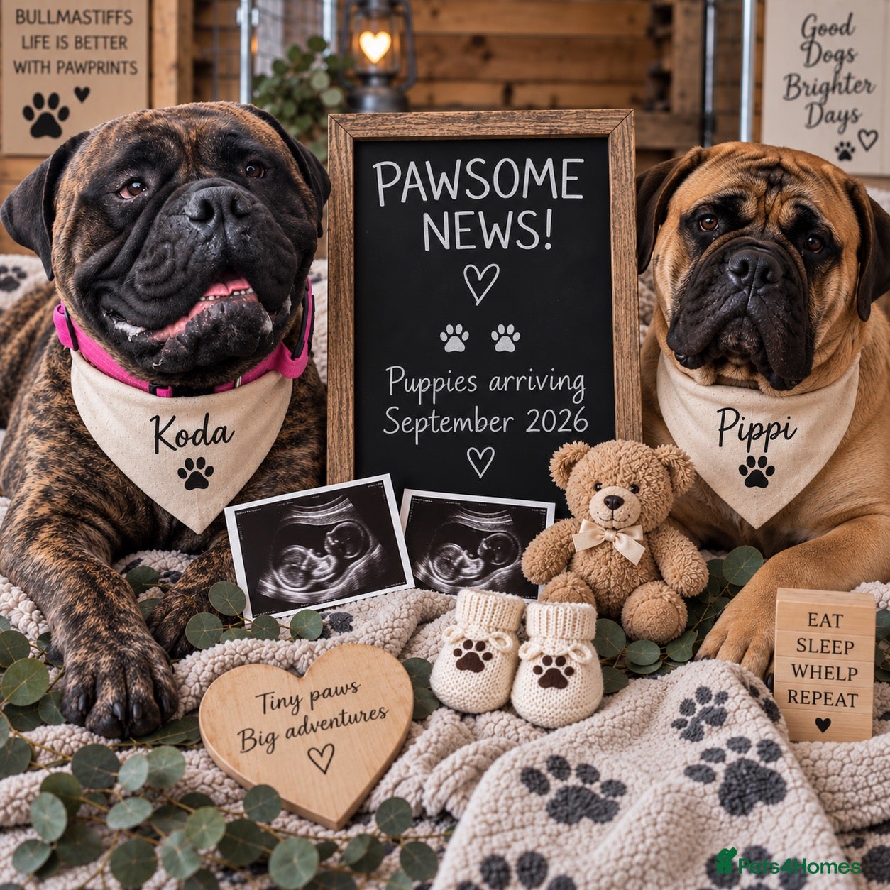 Bullmastiff dogs ASBORN BULLMASTIFF PUP ANNOUNCEMENT  - Advert 4