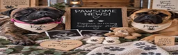 Bullmastiff dogs for sale: ASBORN BULLMASTIFF PUP ANNOUNCEMENT  - Advert 1