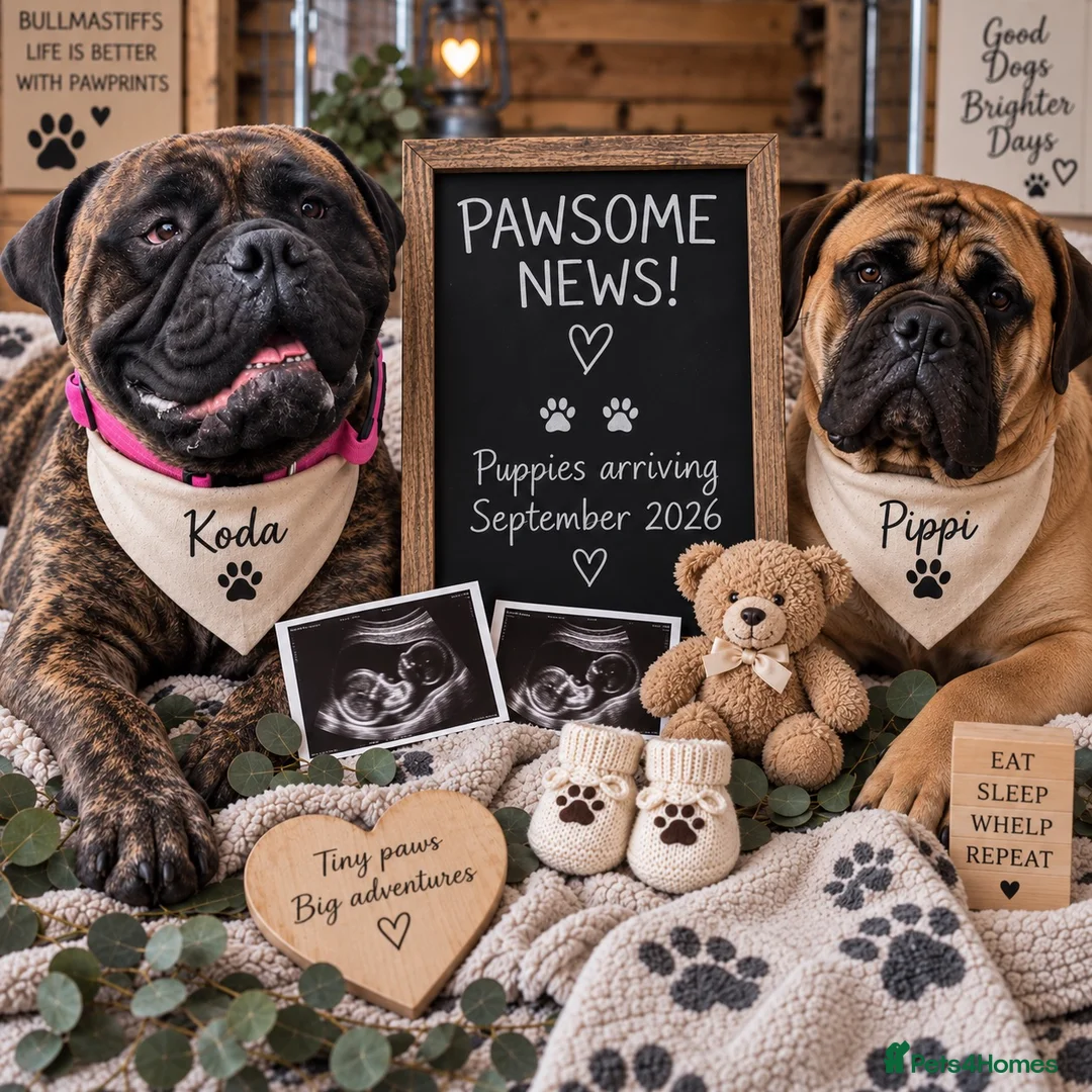 Bullmastiff dogs for sale: ASBORN BULLMASTIFF PUP ANNOUNCEMENT  - Advert 1