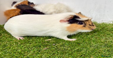 Guinea Pig rodents - Advert 12
