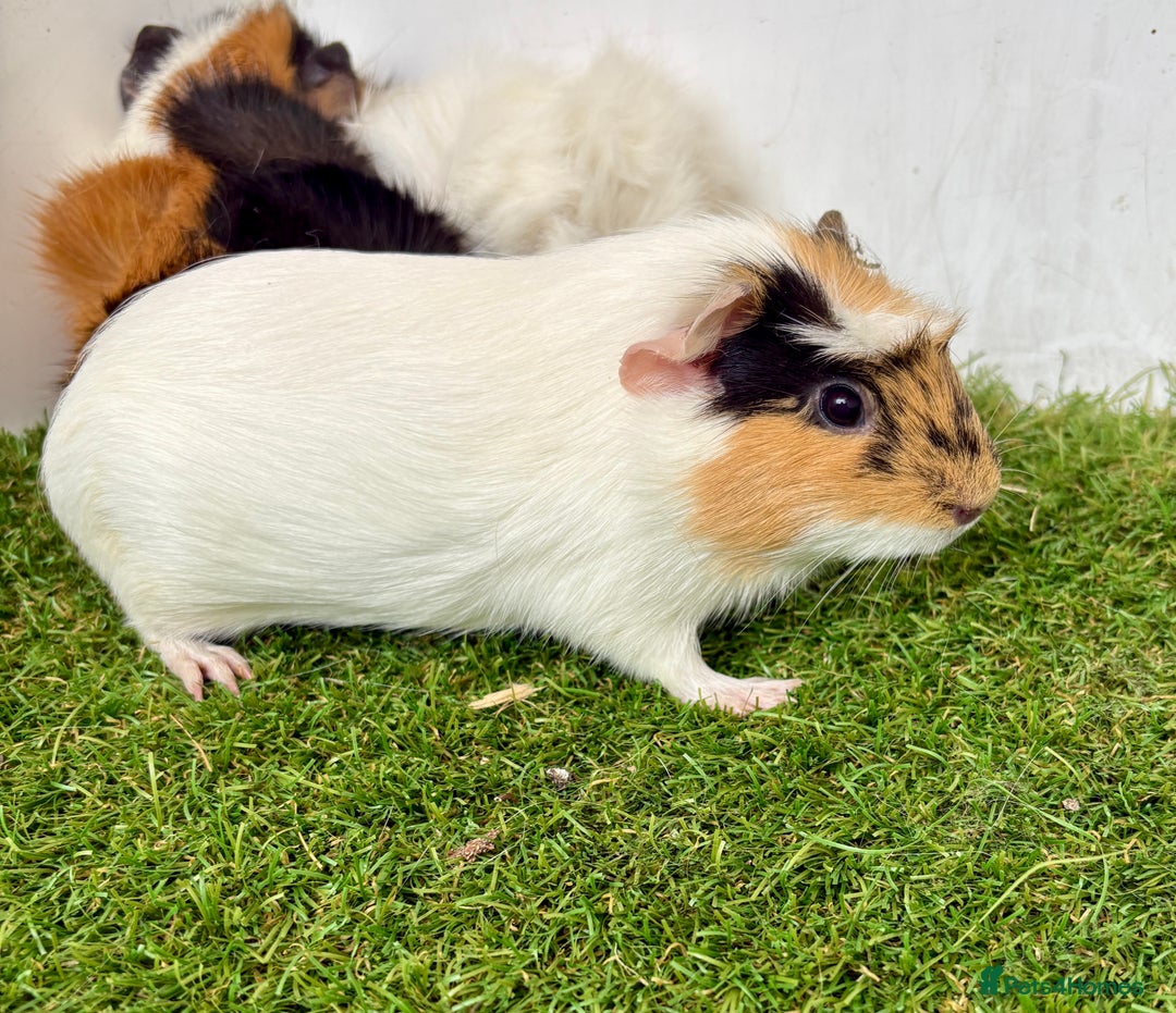 Guinea Pig rodents for sale: Super calm, friendly Guinea pig females  - Image 3