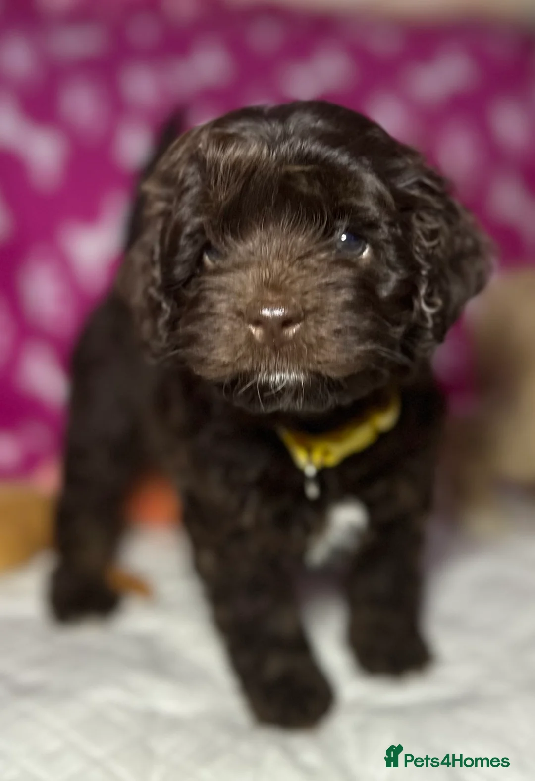 Cockapoo dogs for sale: Toy Cockapoo puppies READY NOW! - Advert 2