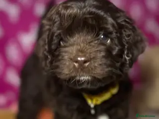 Cockapoo dogs Toy Cockapoo puppies READY NOW! - Advert 12