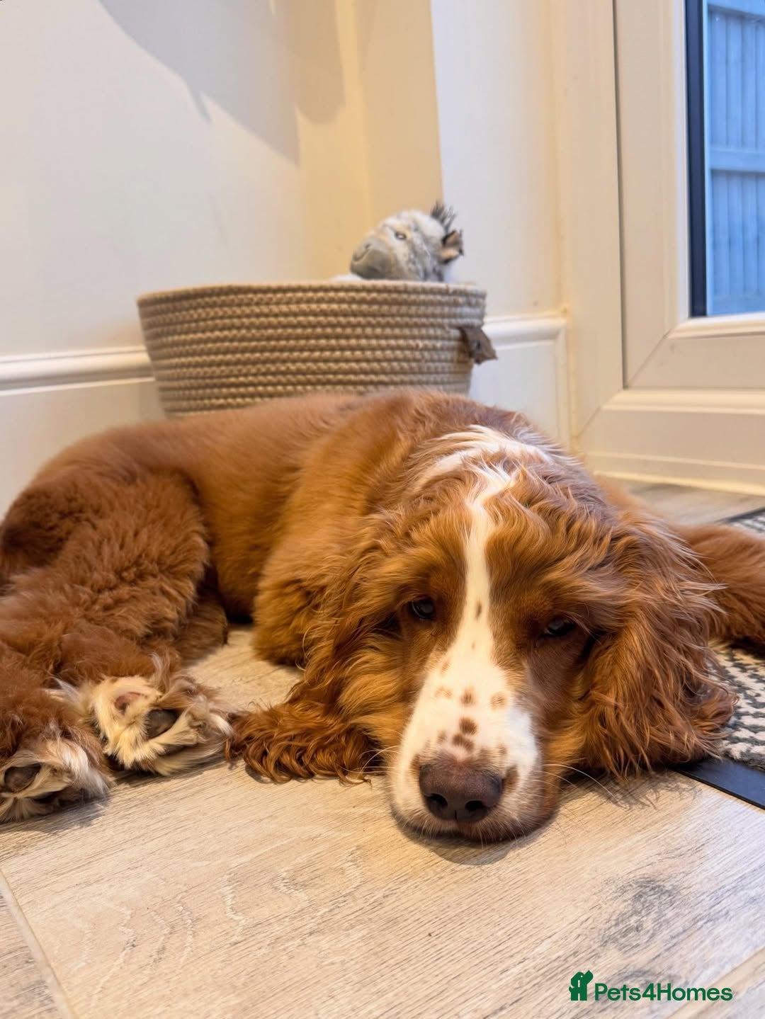 Cockapoo dogs for sale: Beautiful Puppy Pixie Looking for a Loving Home - Advert 5