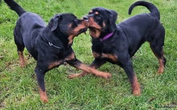Rottweiler dogs for sale: Rottweiler girl - Image 3