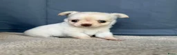 Chihuahua dogs for sale: 2 Gorgeous little long haired Chihuahua babies  - Advert 10