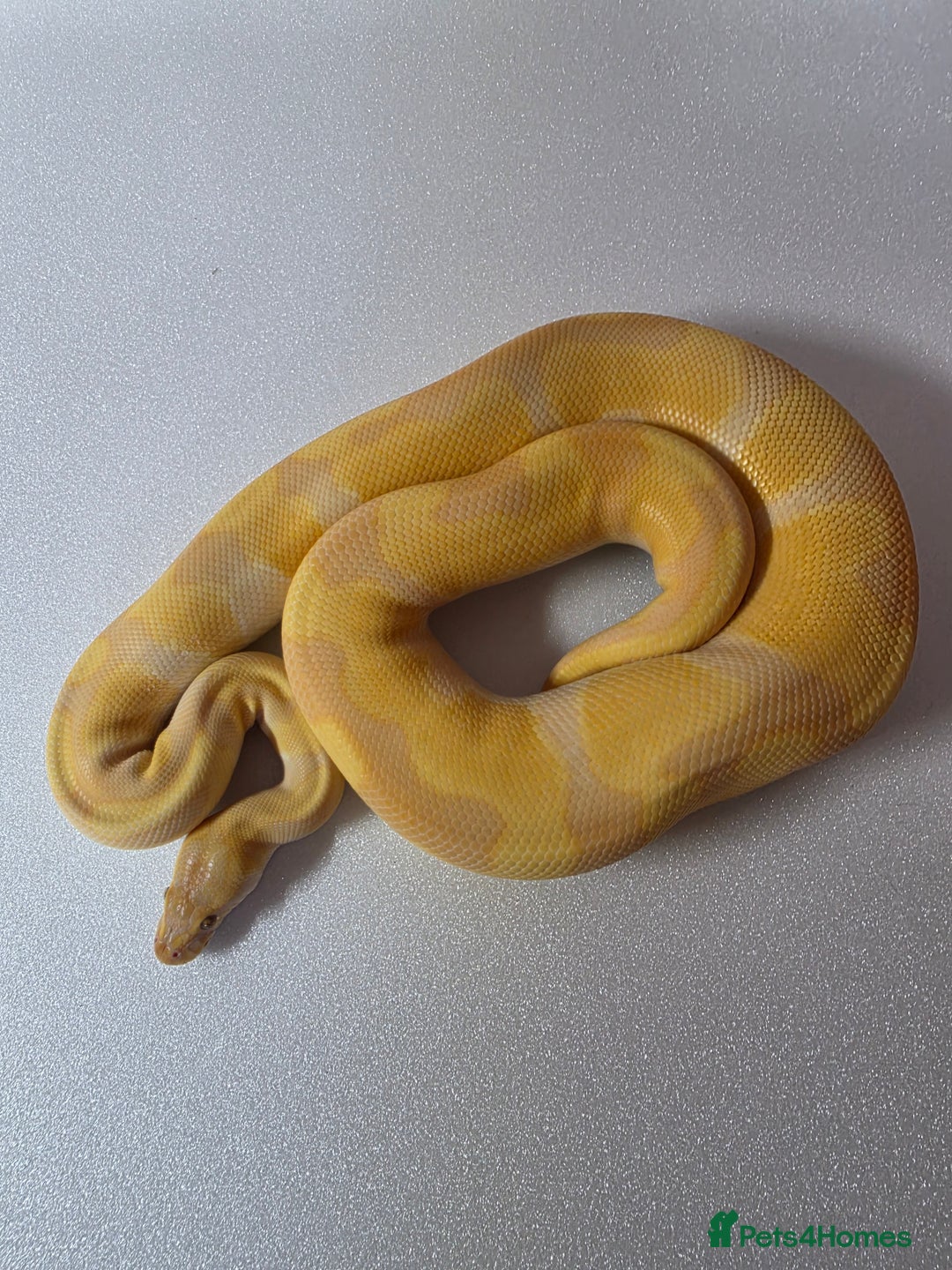 Snake reptiles for sale: Ball pythons  - Advert 26