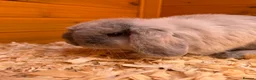 Mini Lop rabbits for sale: Gorgeous mini lop - fully vaccinated - Advert 5