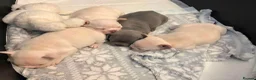 French Bulldog dogs for sale: French Bulldog Puppies in Swadlincote - Advert 5