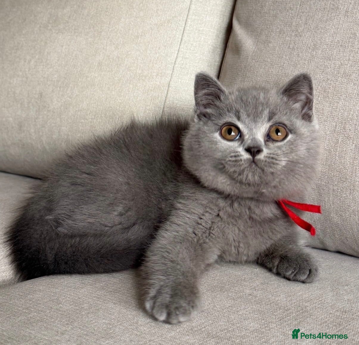 British Shorthair cats ✨ GCCF BEAUTIFUL KITTENS ✨ - Advert 1