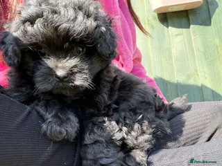 Mixed Breed dogs Cavapom - Advert 11