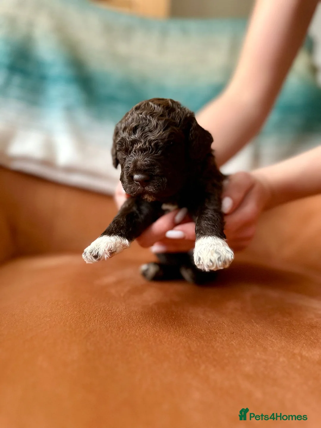 Lagotto Romagnolo dogs for sale: Lagotto Romagnolo Puppies  - Advert 6