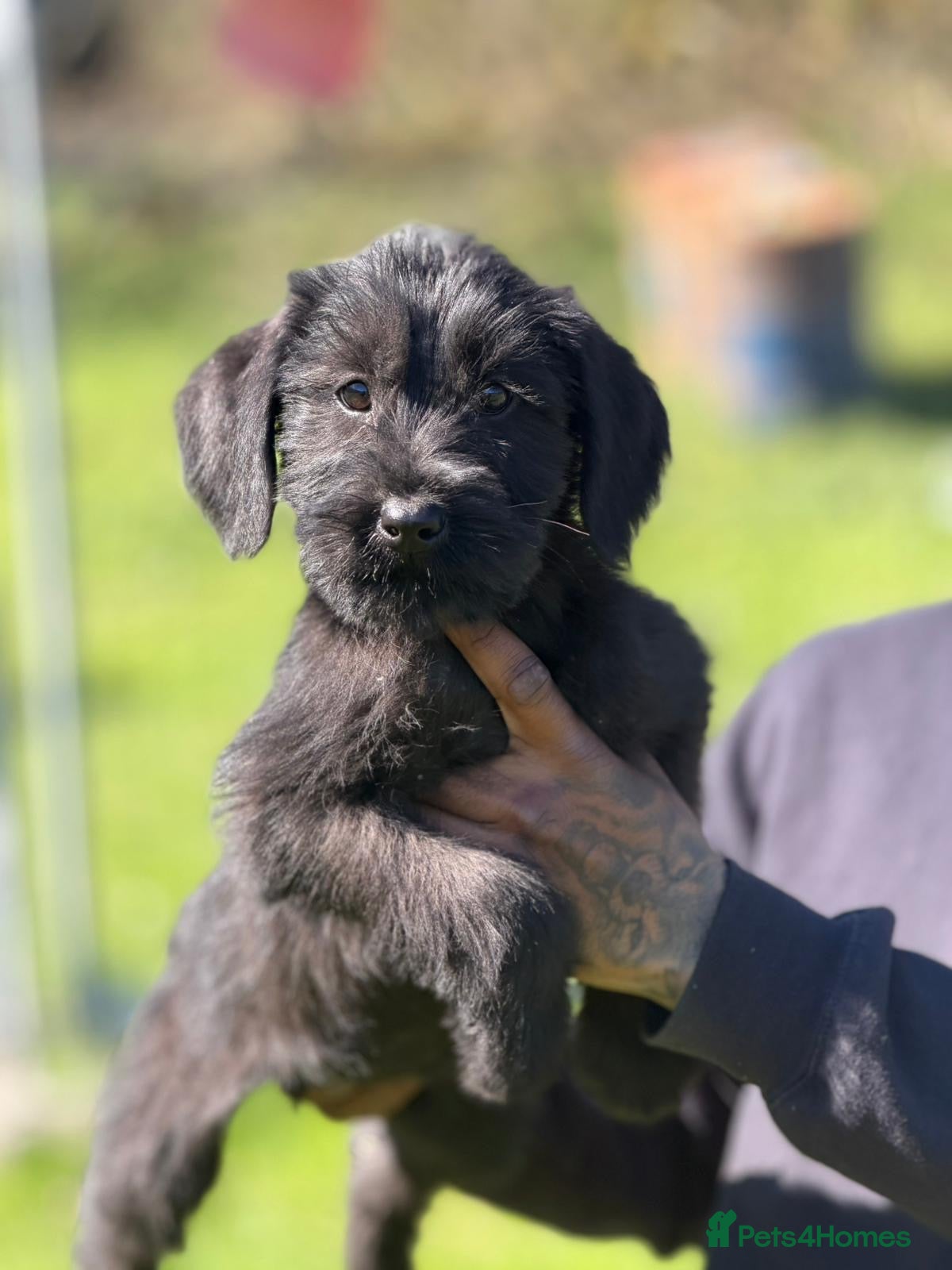 Giant Schnauzer dogs 2 beautiful KC registered Giant Schnauzer puppies - Advert 2