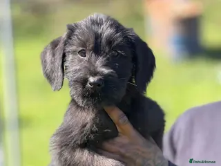 Giant Schnauzer dogs 2 beautiful KC registered Giant Schnauzer puppies - Advert 2