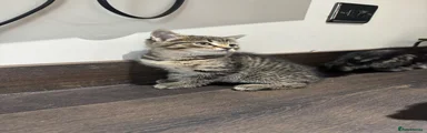 Tabby boy 