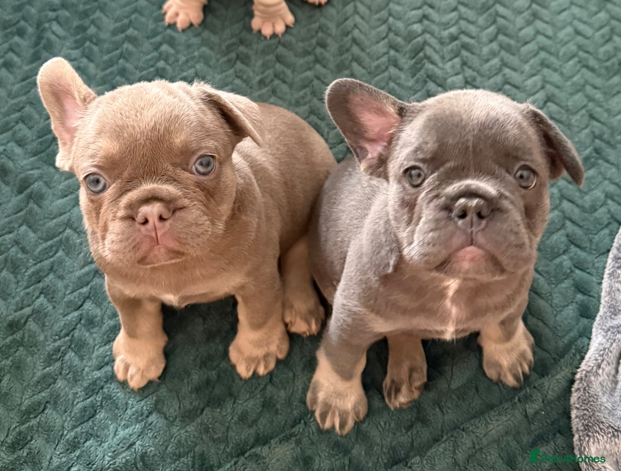 French Bulldog dogs French bulldogs  - Advert 6