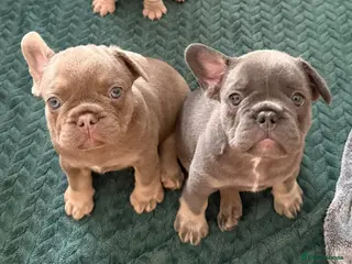French Bulldog dogs French bulldogs - Advert 6