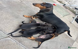 Miniature Dachshund dogs for sale: Smooth hair miniature dachshunds  - Image 5