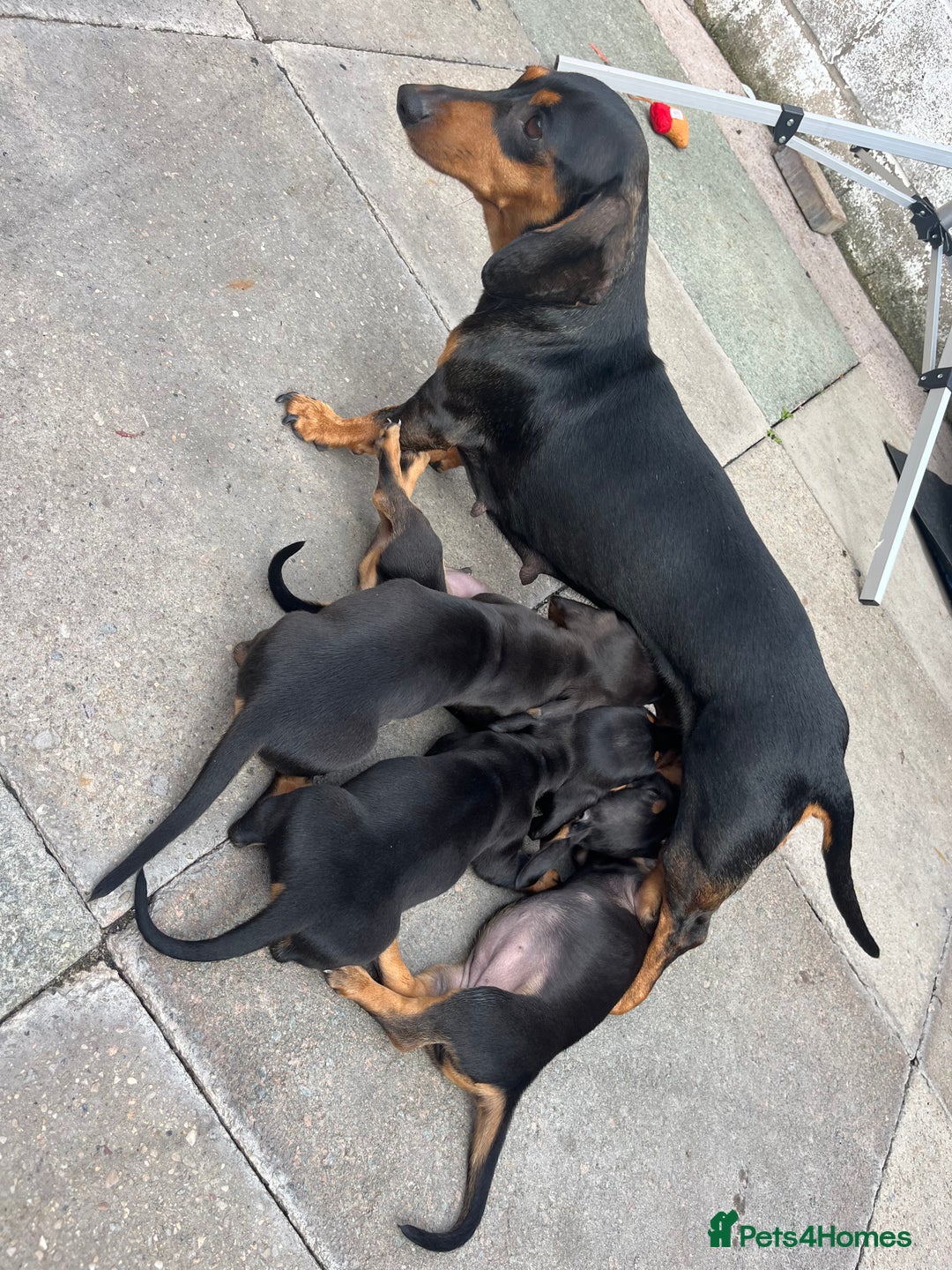 Miniature Dachshund dogs for sale: Smooth hair miniature dachshunds  - Image 5
