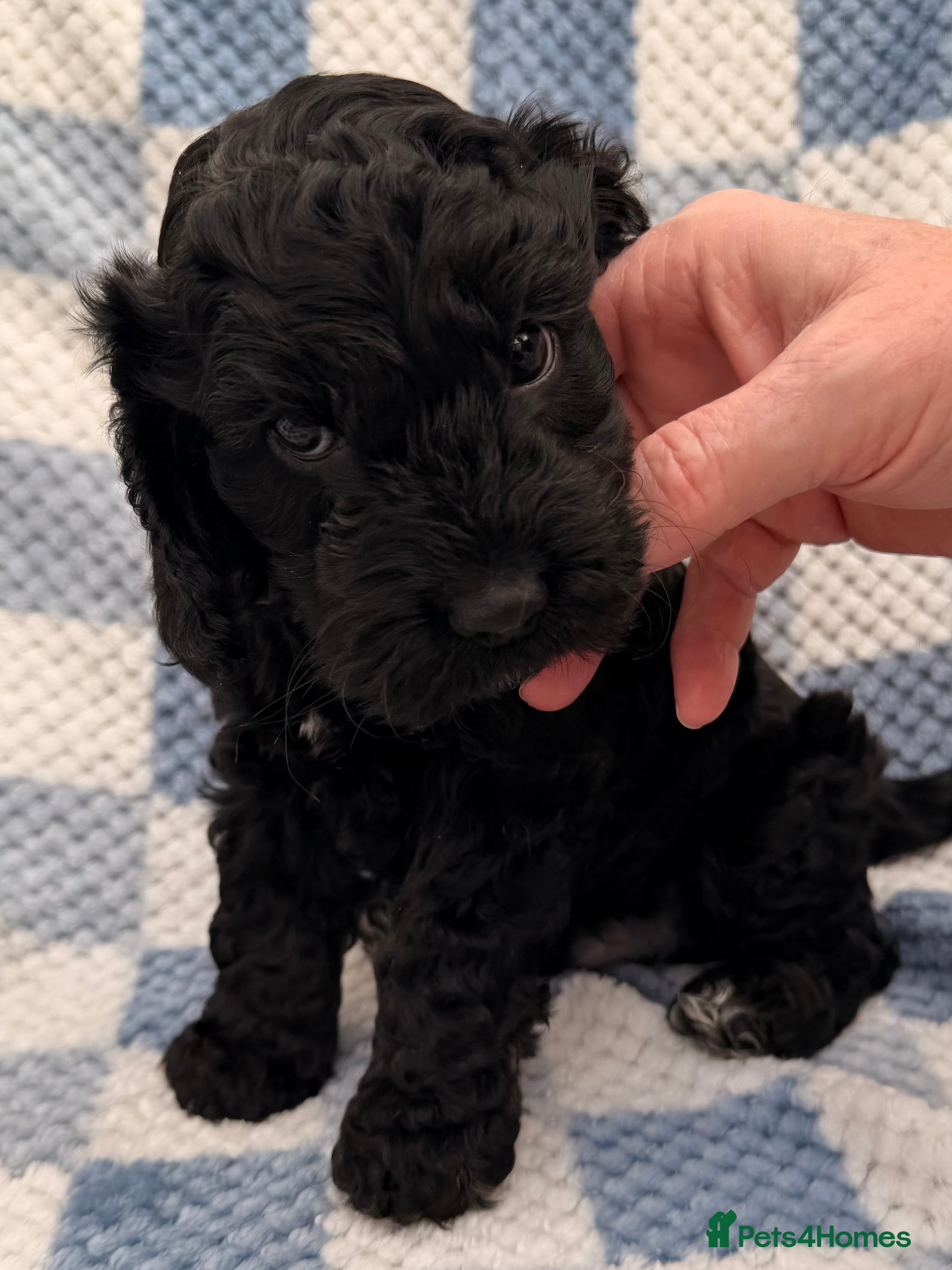 Cockapoo dogs F1 Cockapoo Puppies - Advert 9