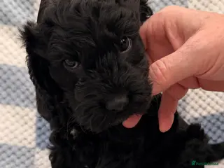 Cockapoo dogs F1 Cockapoo Puppies - Advert 9