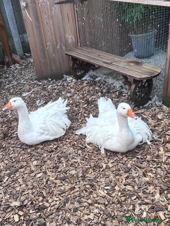 Geese poultry - Advert 2