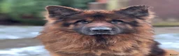 German Shepherd dogs for sale: Zues  - Advert 2