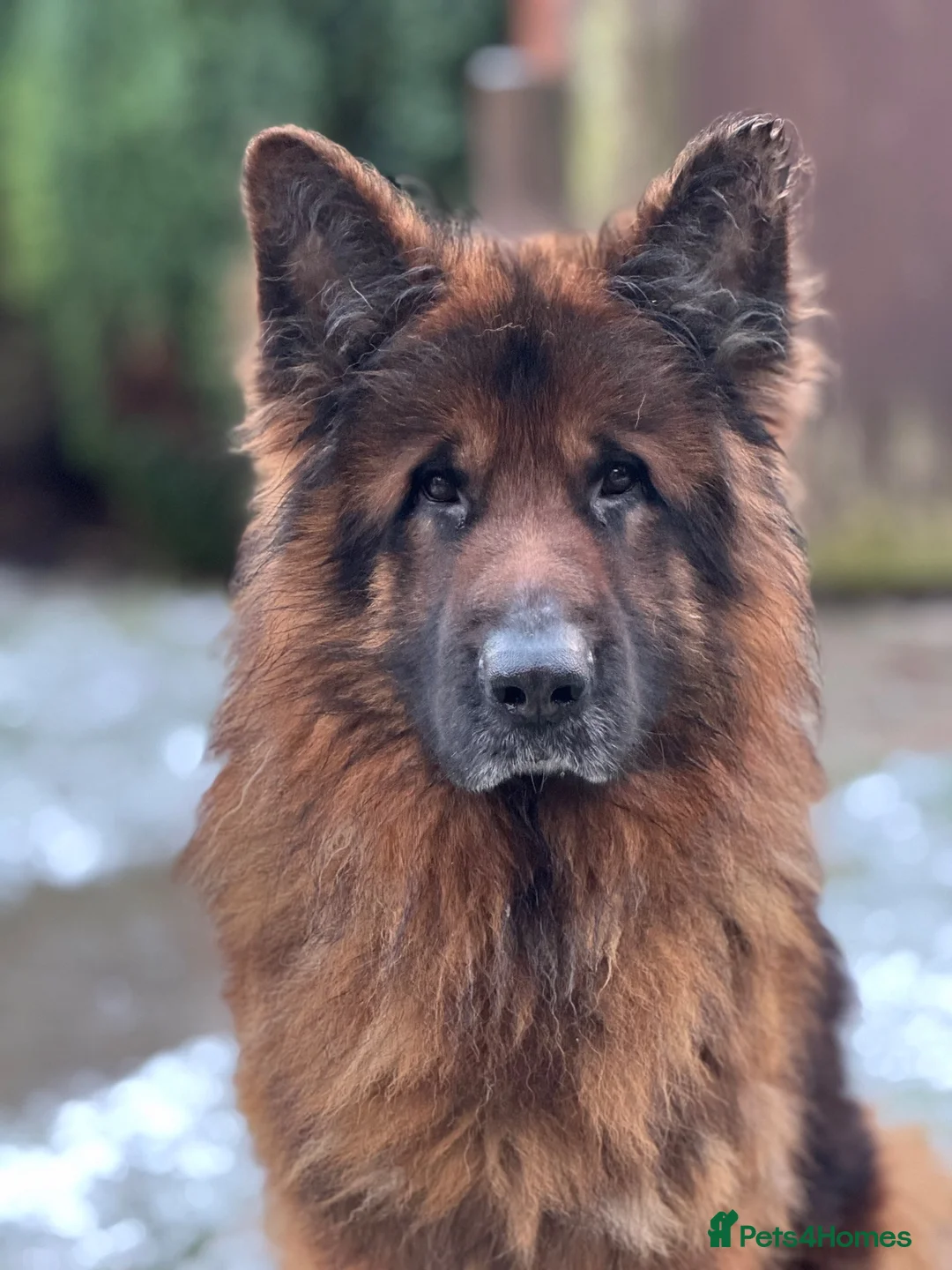 German Shepherd dogs for sale: Zues  - Advert 2