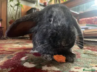 Mixed Breed rabbits Kevin the sweetest boy😢 - Advert 2