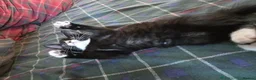 Mixed Breed cats for sale: Tuxedo Kittens Ready For a Home - Advert 11