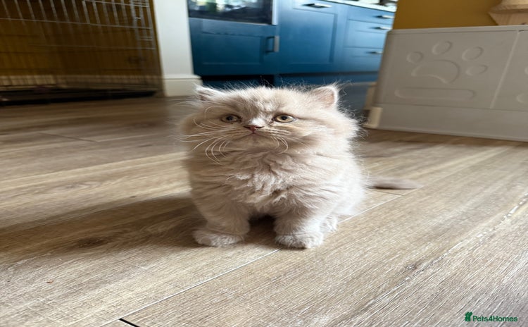 British Longhair cats - Advert 7
