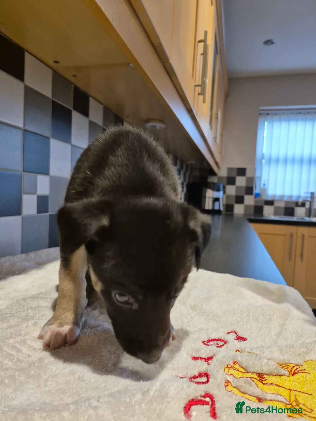 Mixed Breed dogs for sale: Saluki bull greyhound × Belgium malinois  - Advert 6