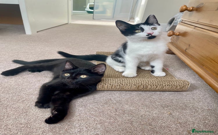 Mixed Breed cats - Advert 9