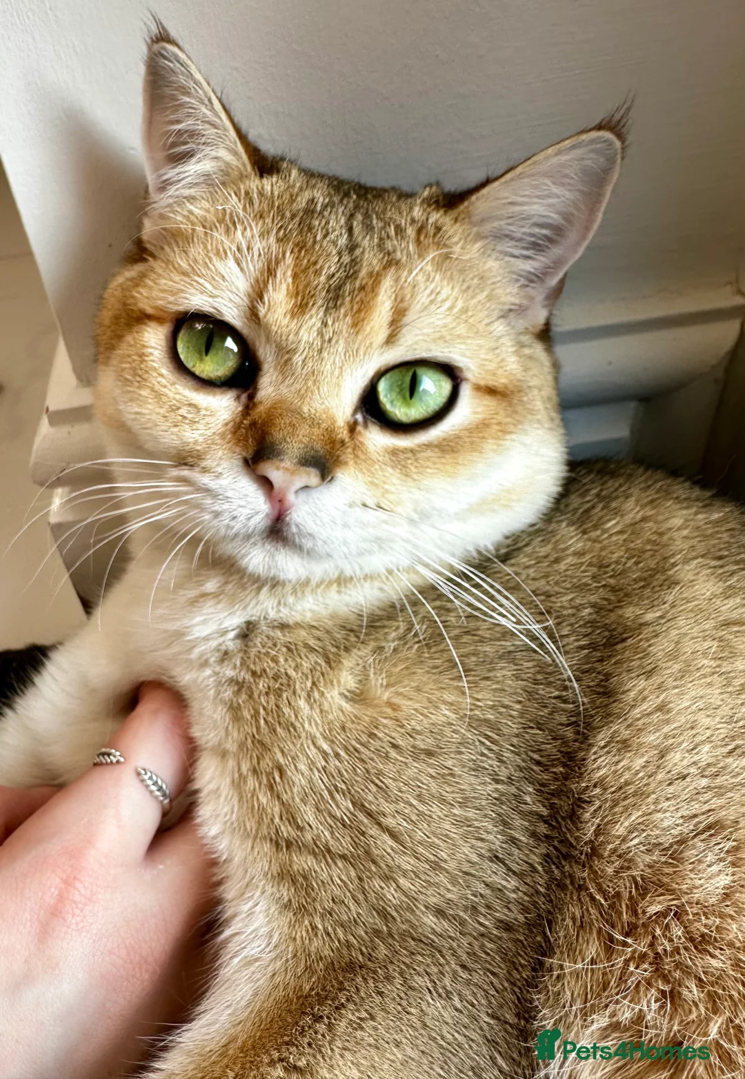 British Shorthair cats for sale: 💛 British shorthair/Scottish straight male 🩵  - Advert 1