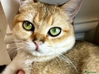 British Shorthair cats 💛 British shorthair/Scottish straight male 🩵 - Advert 1